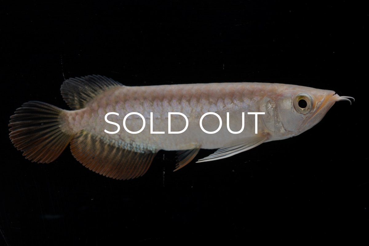 画像2: 紅尾金龍 NO.33（アクアリーダー産） (2)