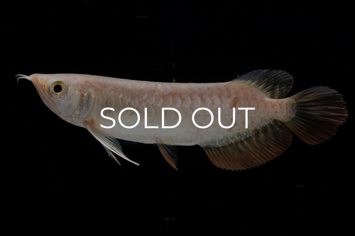 画像7: 紅尾金龍 NO.33（アクアリーダー産） (7)