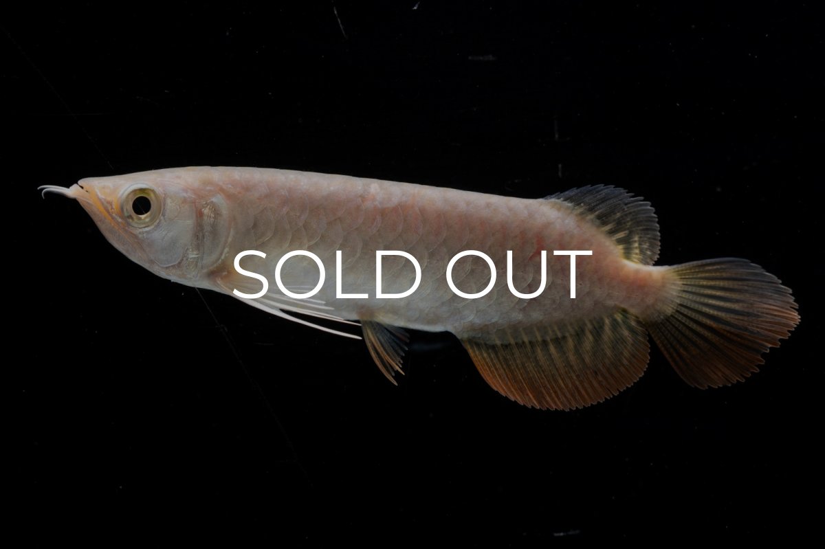 画像1: 紅尾金龍 NO.33（アクアリーダー産） (1)