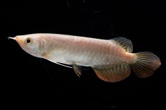 紅尾金龍 NO.33（アクアリーダー産）