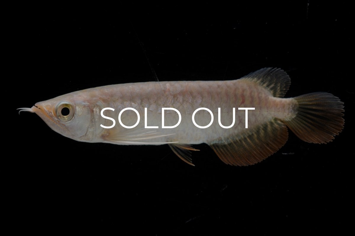 画像3: 紅尾金龍 NO.33（アクアリーダー産） (3)