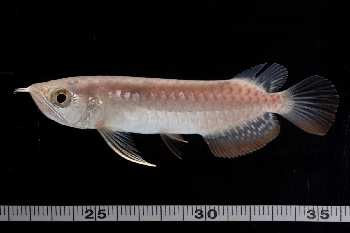 画像9: 紅尾金龍 NO.34（アクアリーダー産） (9)