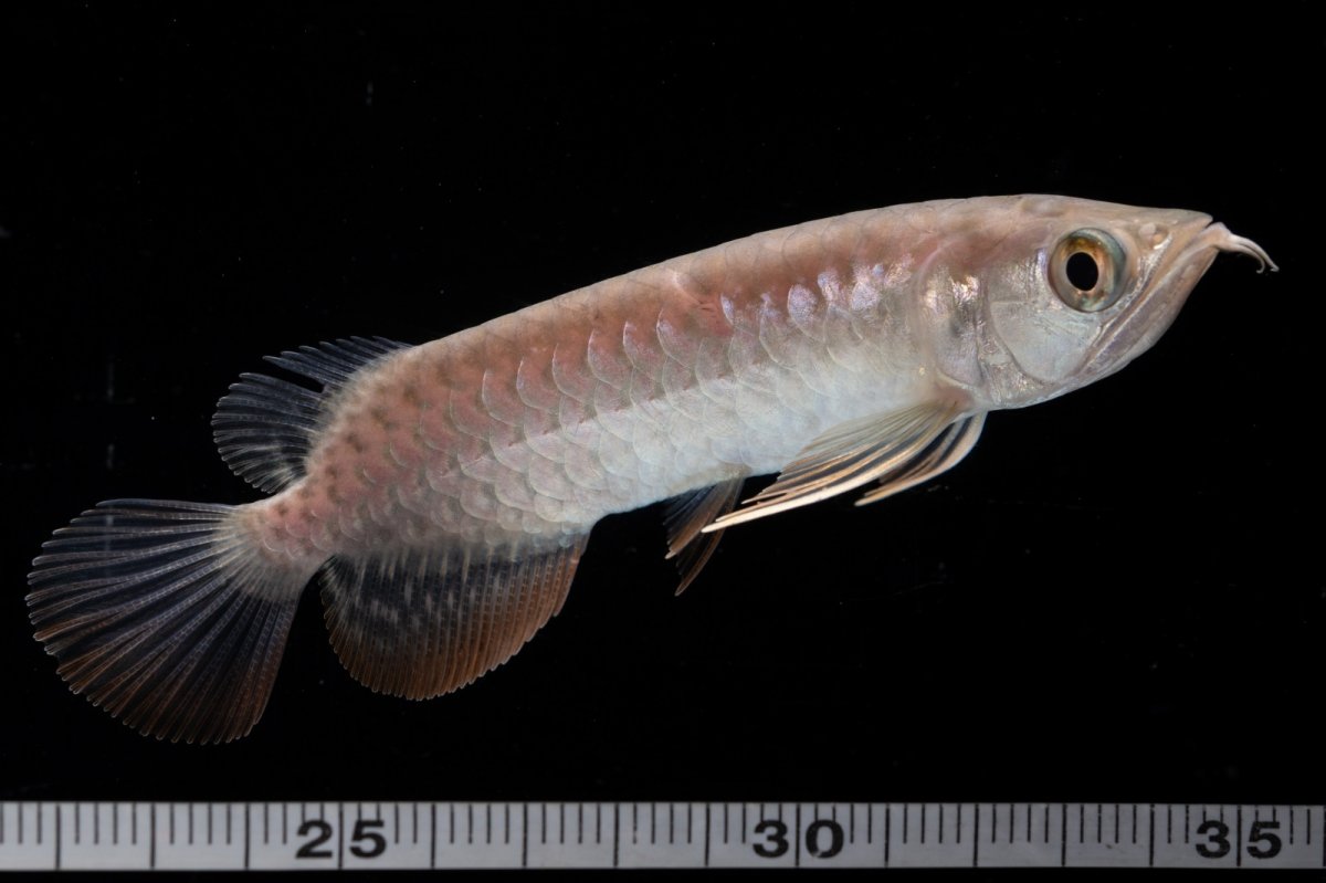 画像8: 紅尾金龍 NO.34（アクアリーダー産） (8)