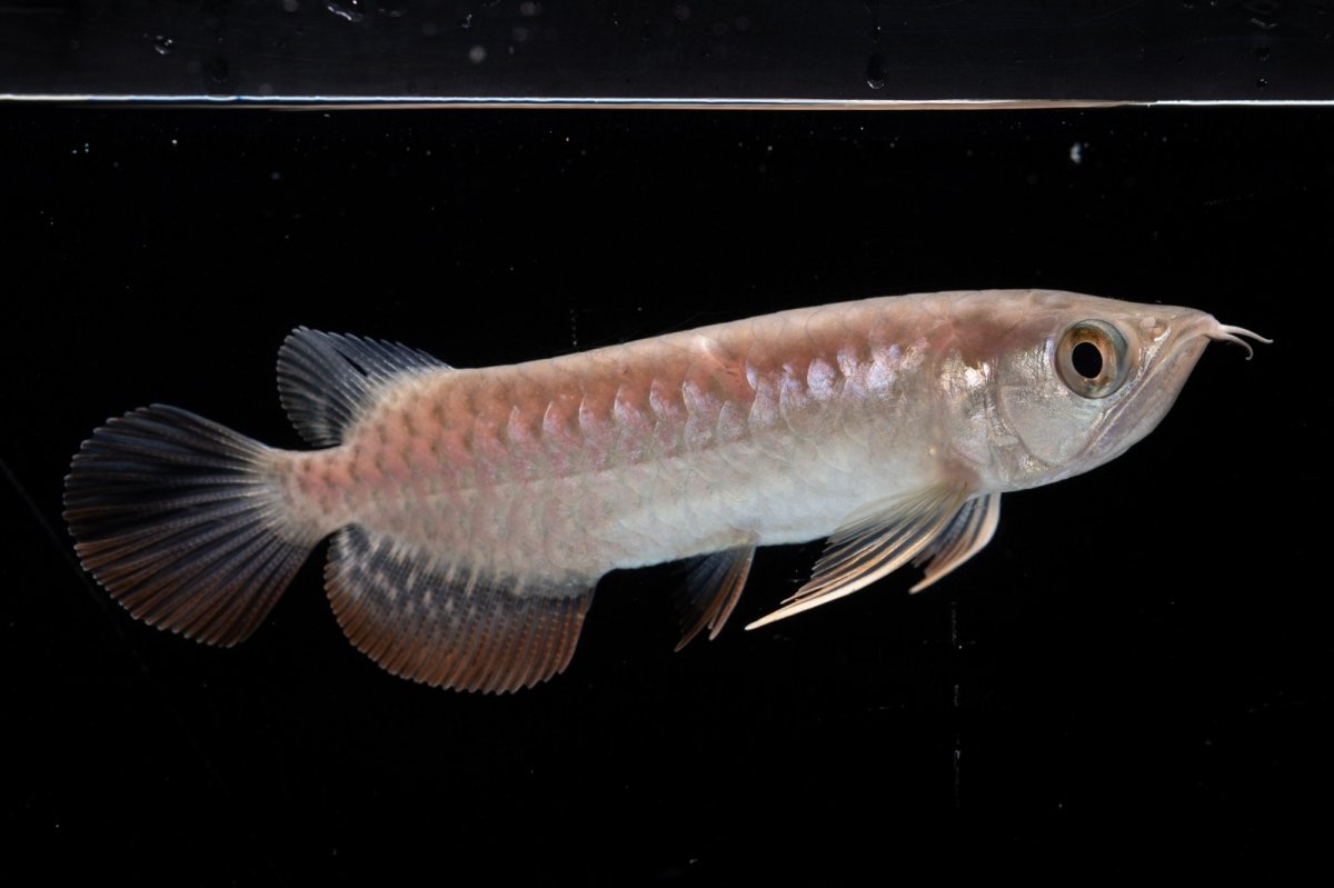 画像3: 紅尾金龍 NO.34（アクアリーダー産） (3)