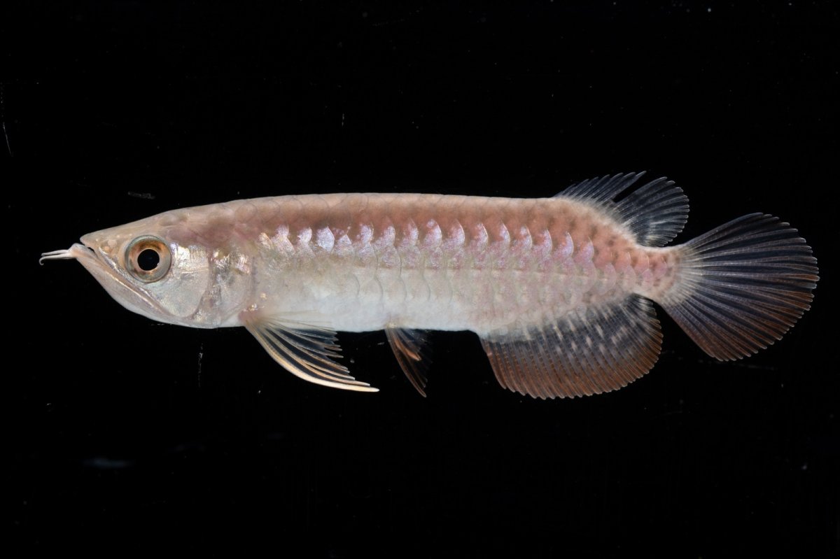 画像7: 紅尾金龍 NO.34（アクアリーダー産） (7)