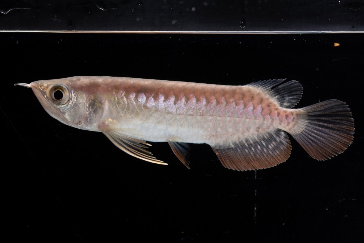 画像6: 紅尾金龍 NO.34（アクアリーダー産） (6)