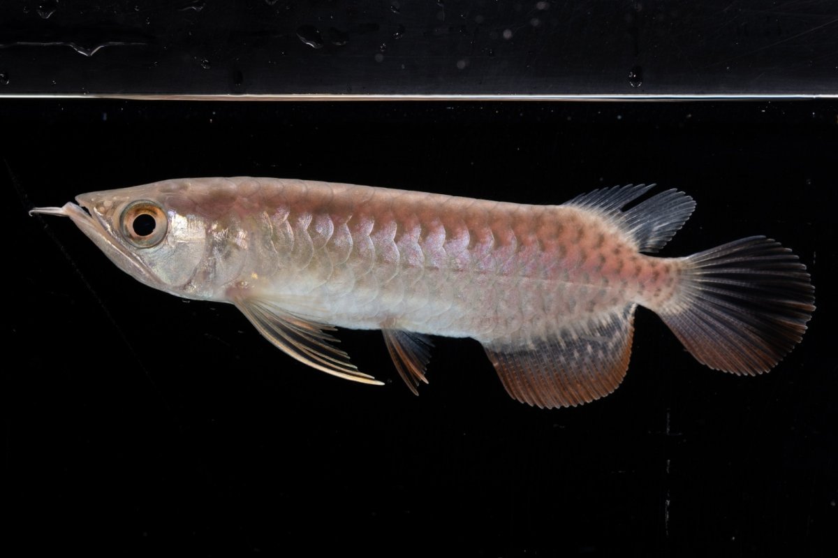 画像5: 紅尾金龍 NO.34（アクアリーダー産） (5)