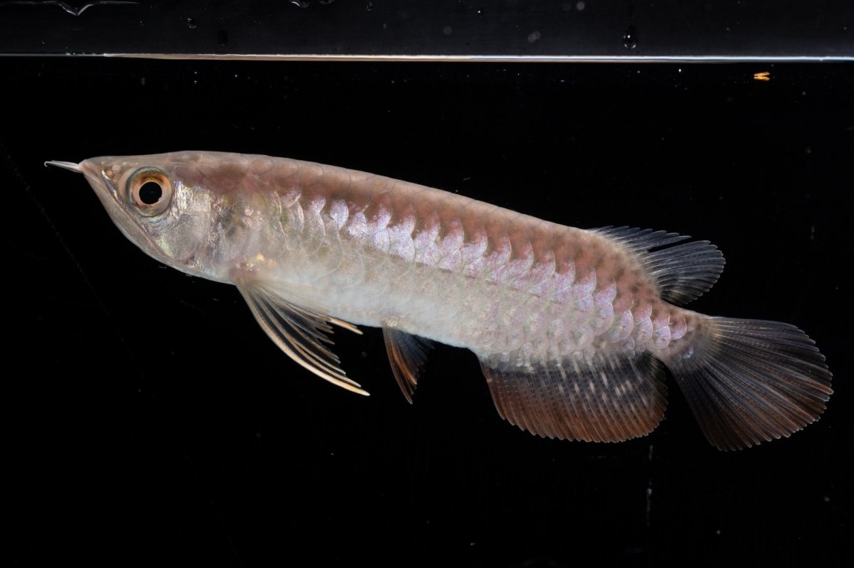 画像2: 紅尾金龍 NO.34（アクアリーダー産） (2)