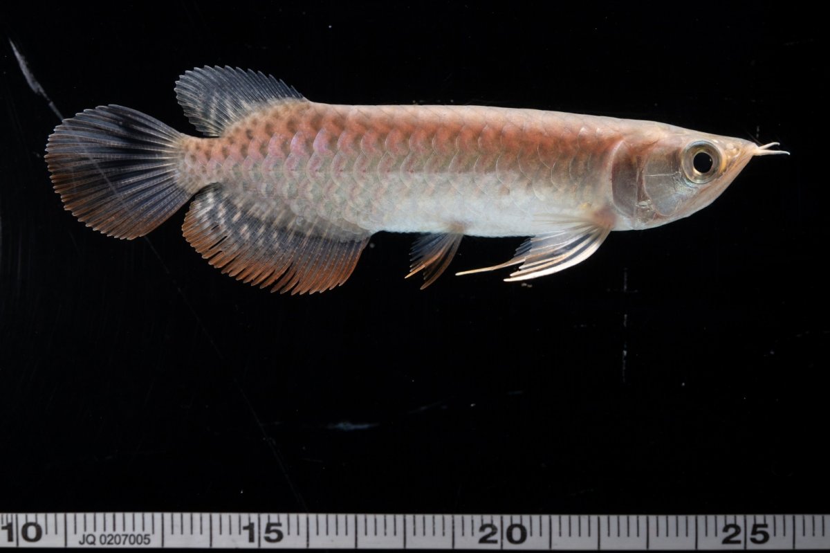 画像13: 紅尾金龍 NO.35（アクアリーダー産） (13)