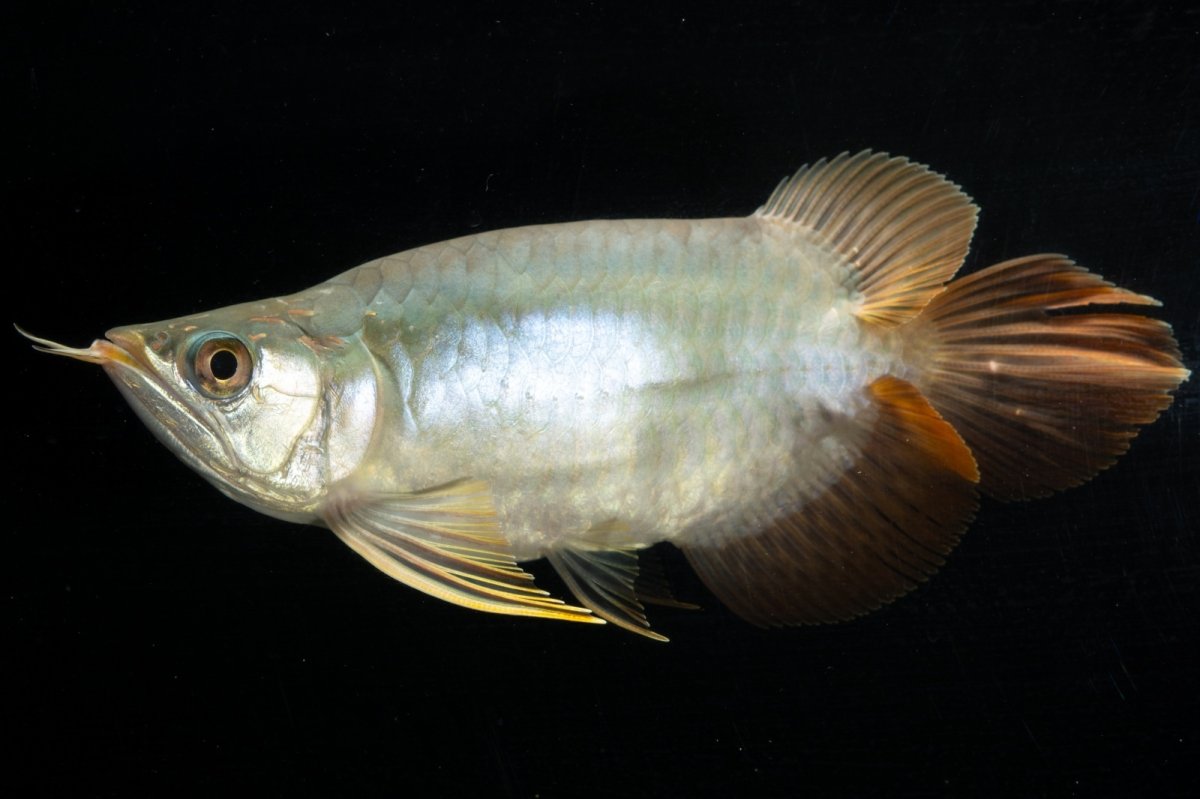 画像13: スーパーレッド ショート個体 NO.1 (13)