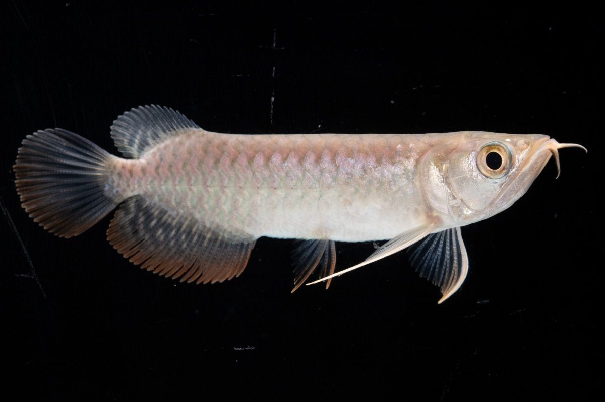 画像11: 紅尾金龍 NO.35（アクアリーダー産） (11)