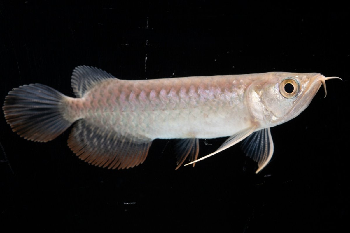 画像10: 紅尾金龍 NO.35（アクアリーダー産） (10)