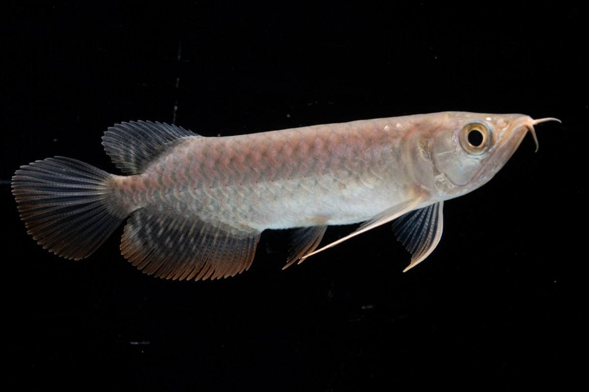 画像6: 紅尾金龍 NO.35（アクアリーダー産） (6)