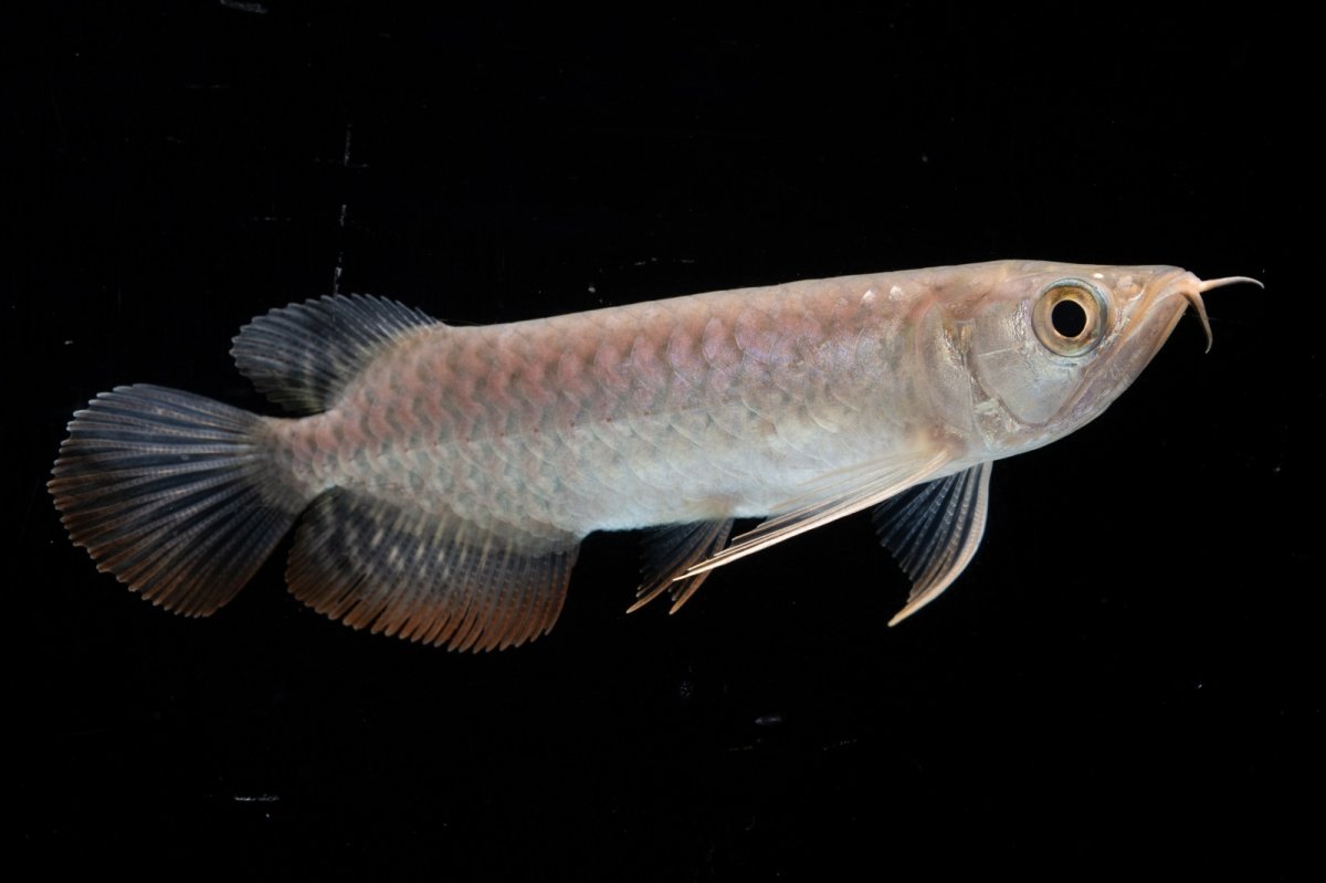 画像4: 紅尾金龍 NO.35（アクアリーダー産） (4)