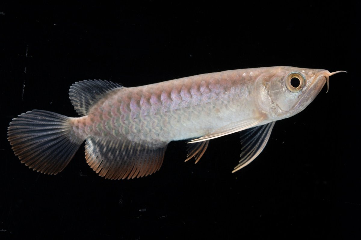 画像2: 紅尾金龍 NO.35（アクアリーダー産） (2)