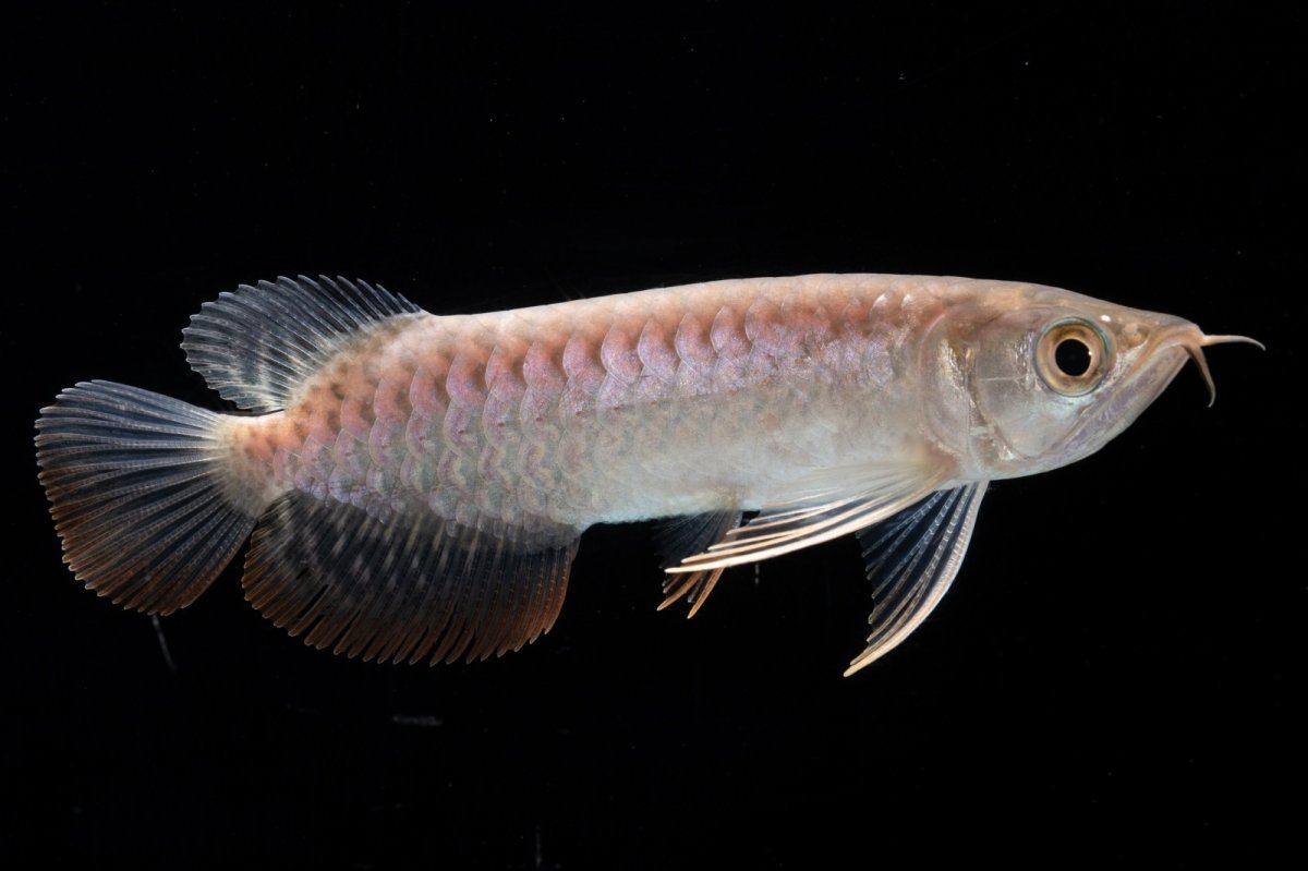 画像8: 紅尾金龍 NO.35（アクアリーダー産） (8)