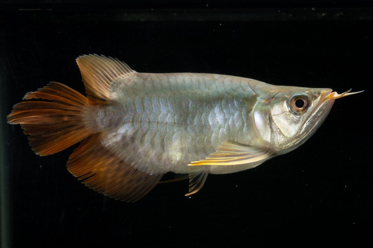 画像9: スーパーレッド ショート個体 NO.1 (9)