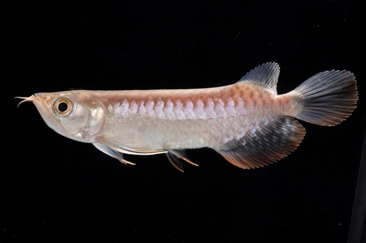 画像7: 紅尾金龍 NO.35（アクアリーダー産） (7)