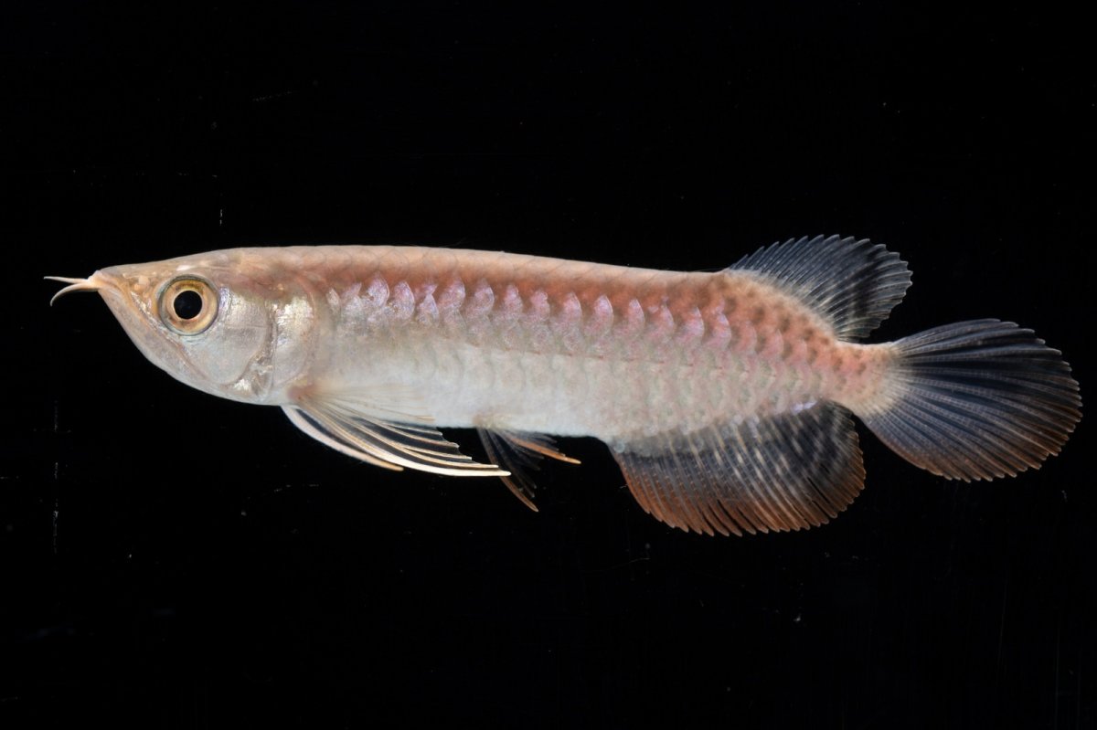 画像3: 紅尾金龍 NO.35（アクアリーダー産） (3)