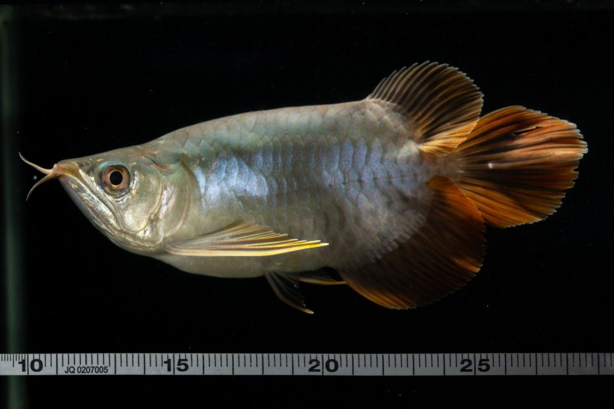 画像16: スーパーレッド ショート個体 NO.1 (16)