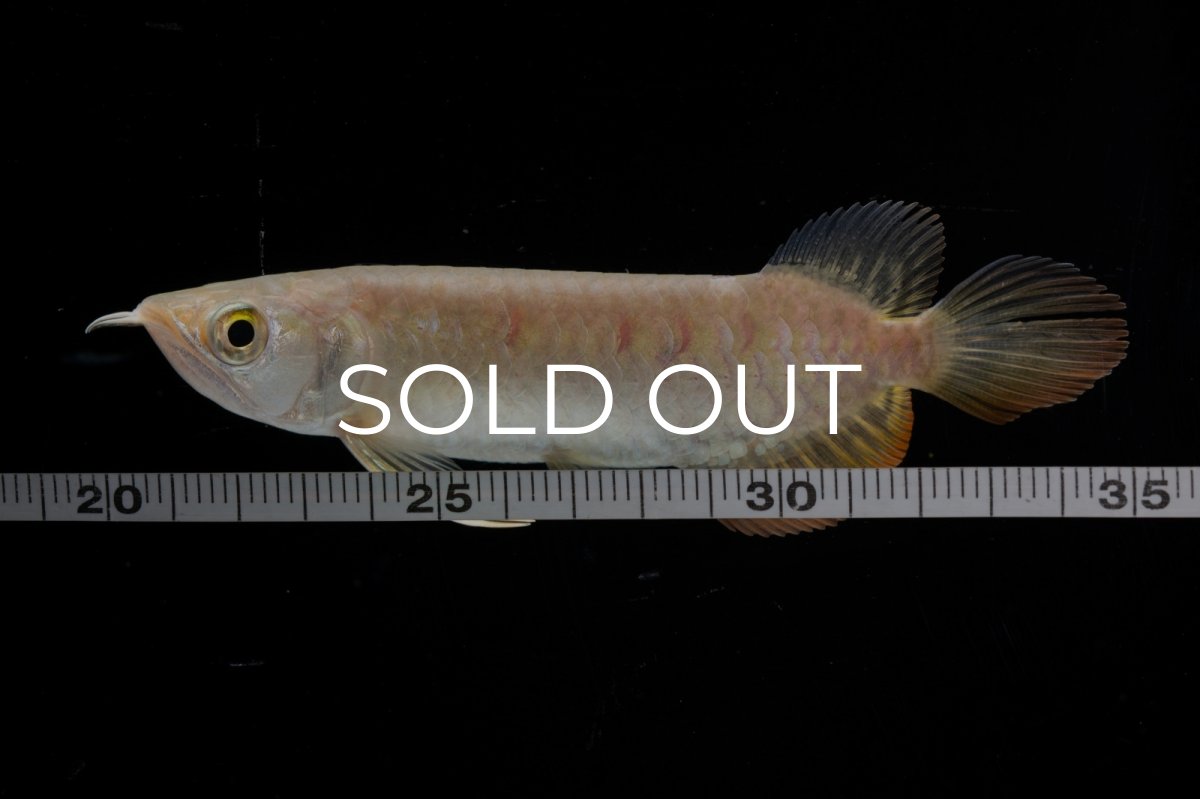 画像4: 紅尾金龍 NO.38（アクアリーダー産） (4)