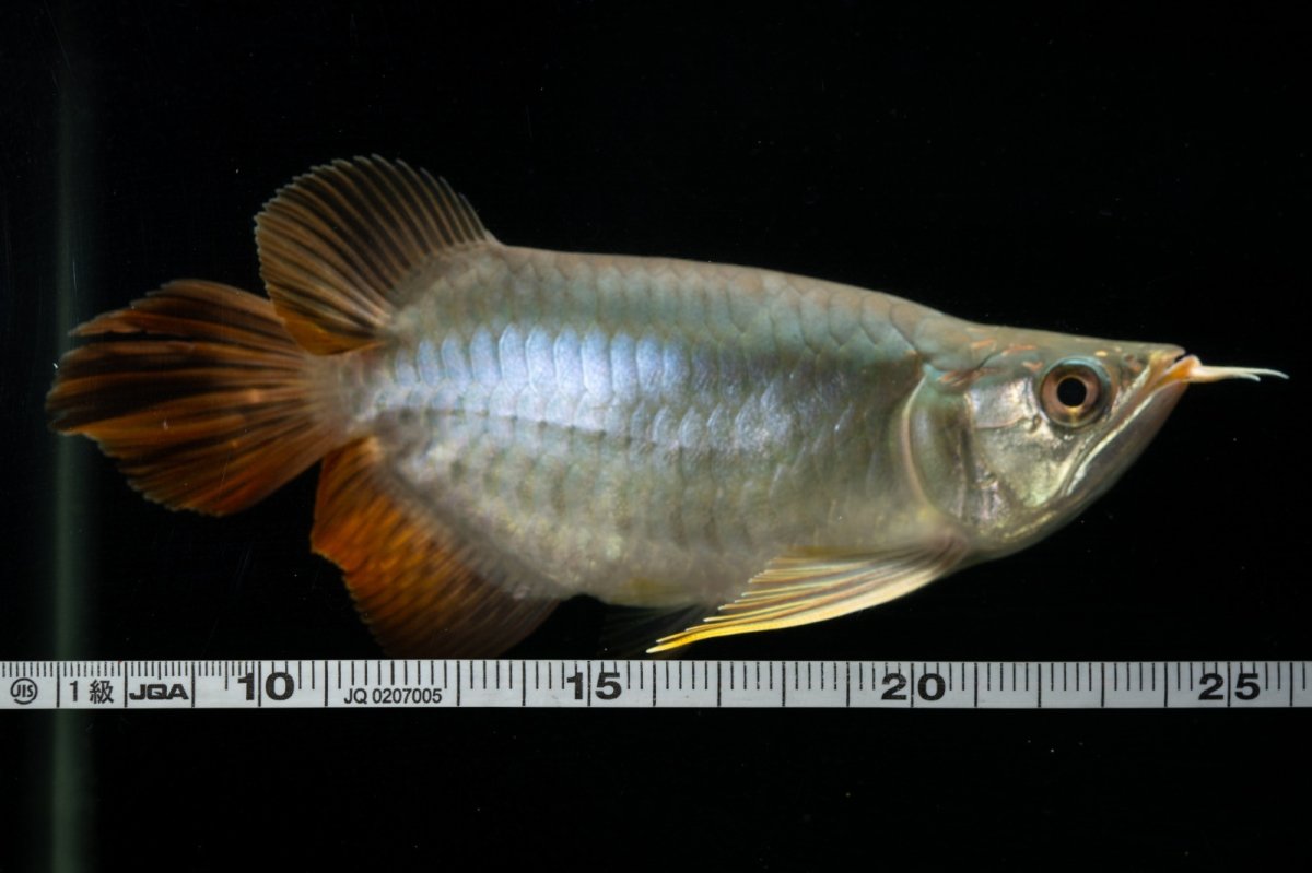 画像11: スーパーレッド ショート個体 NO.1 (11)