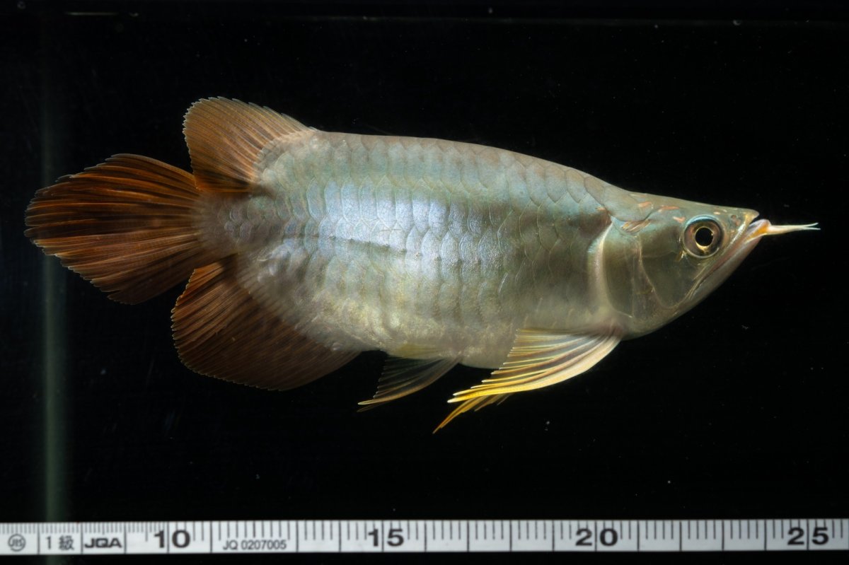 画像14: スーパーレッド ショート個体 NO.1 (14)