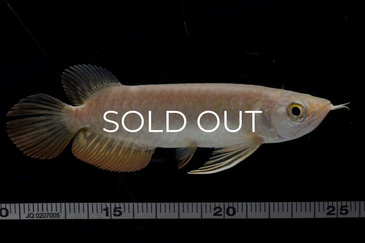 画像5: 紅尾金龍 NO.38（アクアリーダー産） (5)