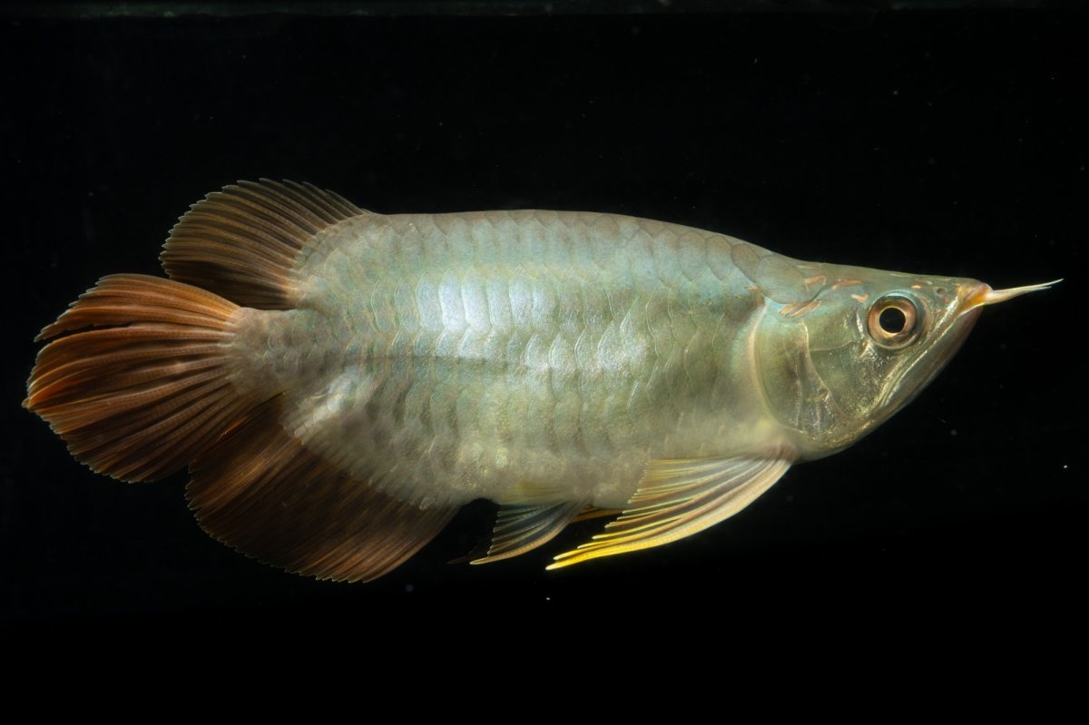 画像7: スーパーレッド ショート個体 NO.1 (7)