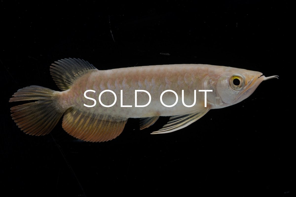 画像3: 紅尾金龍 NO.38（アクアリーダー産） (3)