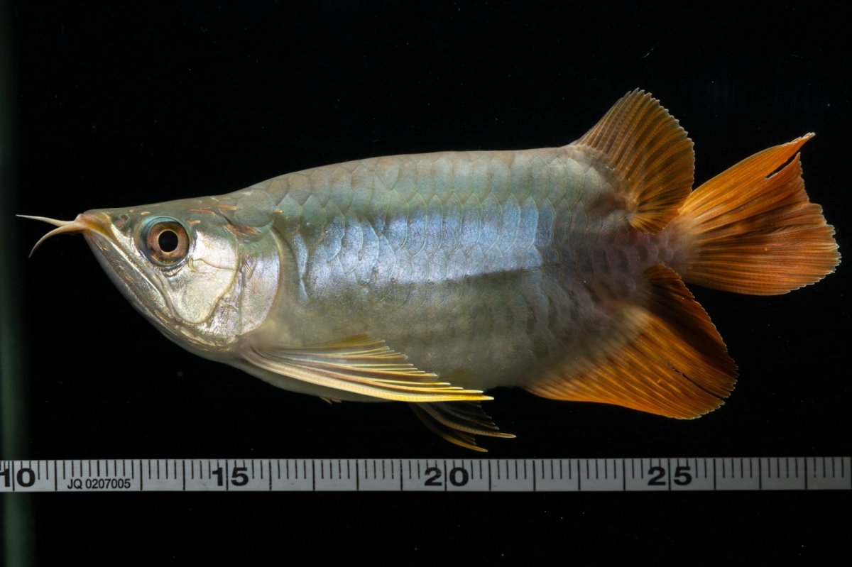 画像15: スーパーレッド ショート個体 NO.1 (15)