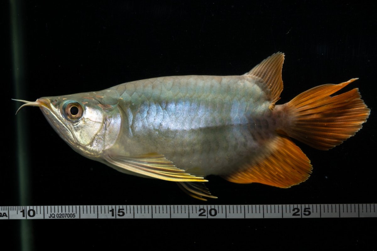 画像12: スーパーレッド ショート個体 NO.1 (12)