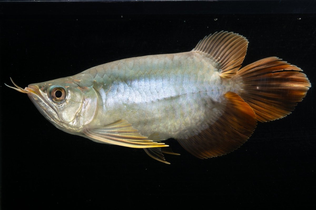 画像10: スーパーレッド ショート個体 NO.1 (10)