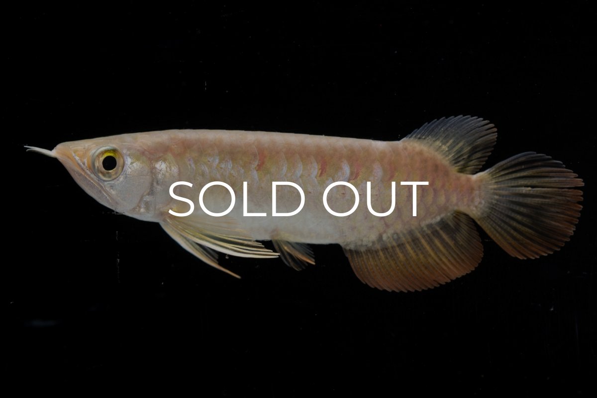 画像2: 紅尾金龍 NO.38（アクアリーダー産） (2)