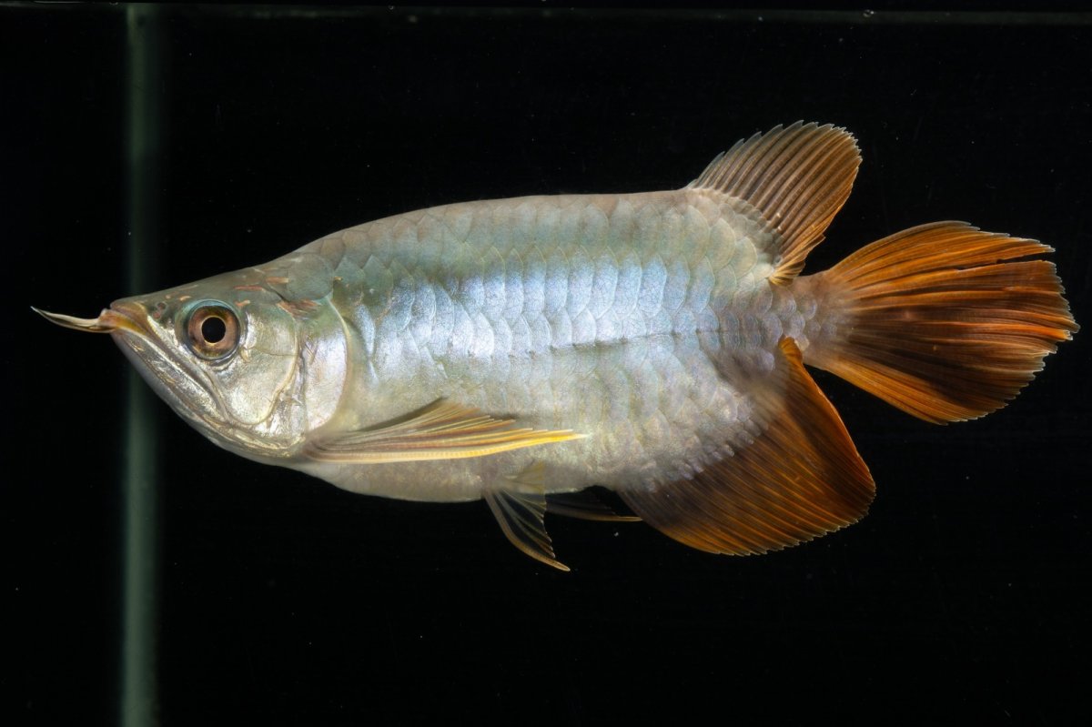 画像8: スーパーレッド ショート個体 NO.1 (8)