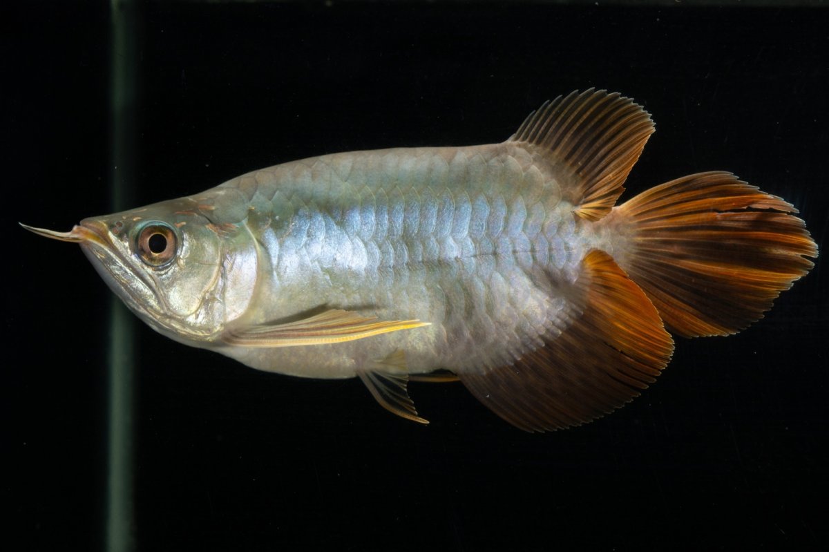 画像6: スーパーレッド ショート個体 NO.1 (6)