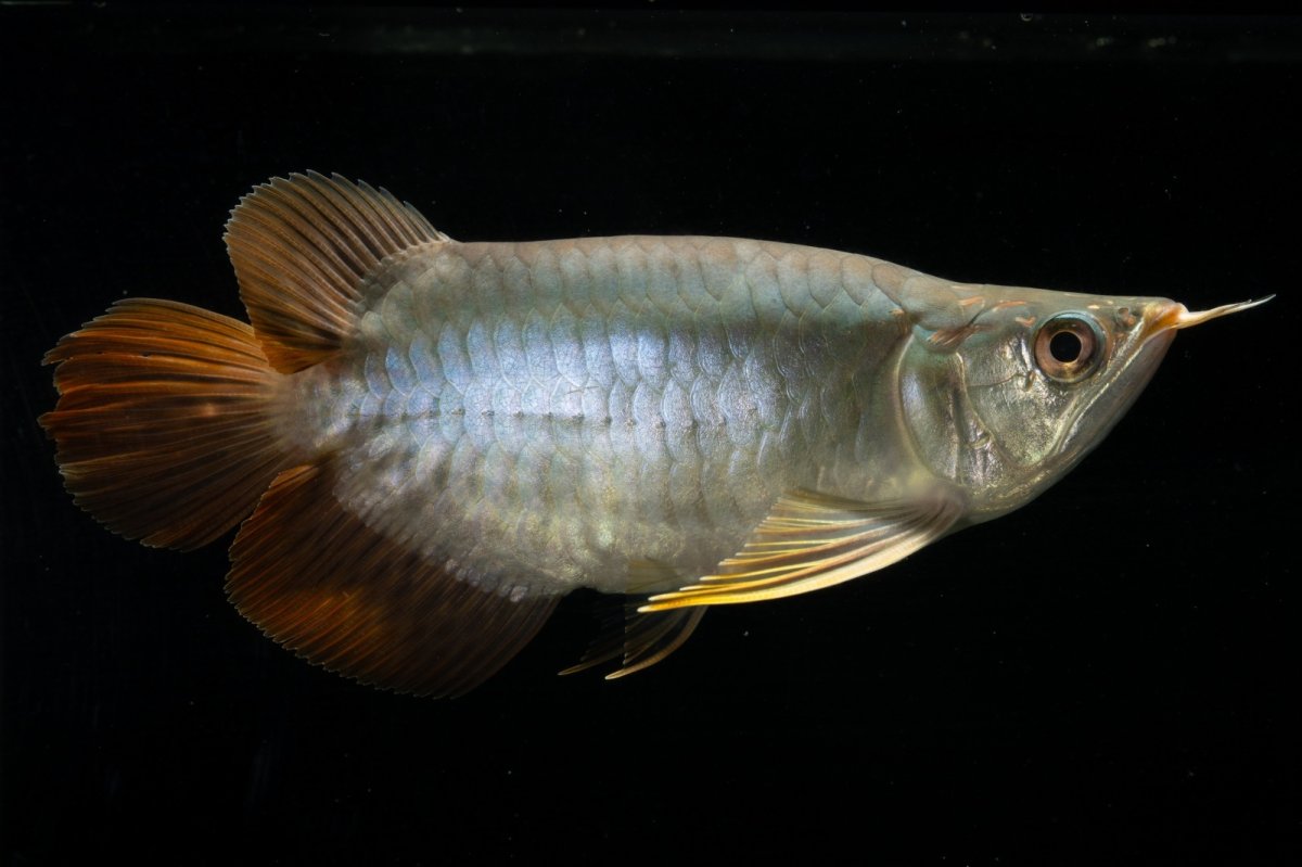 画像5: スーパーレッド ショート個体 NO.1 (5)