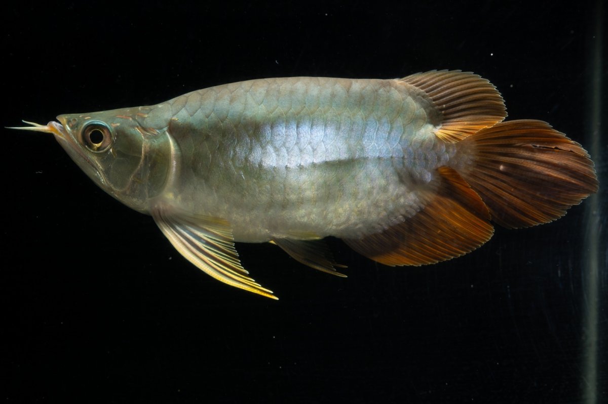 画像4: スーパーレッド ショート個体 NO.1 (4)