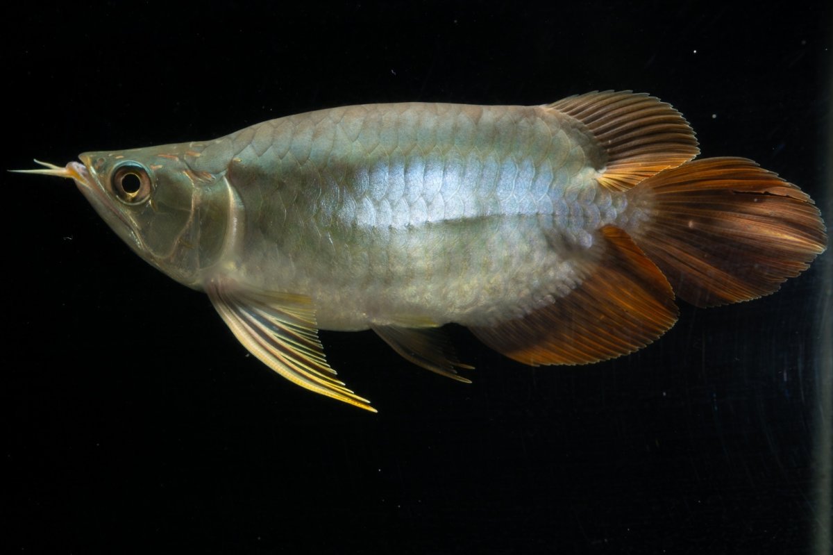 画像2: スーパーレッド ショート個体 NO.1 (2)