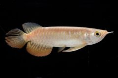 紅尾金龍 NO.38（アクアリーダー産）