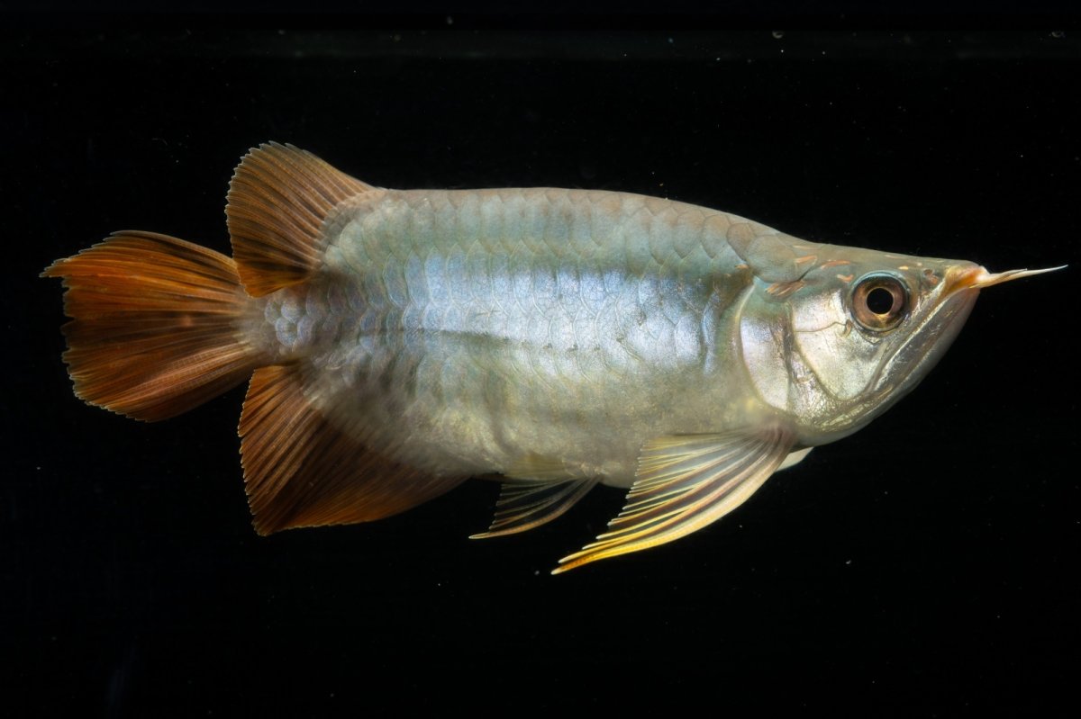 画像3: スーパーレッド ショート個体 NO.1 (3)