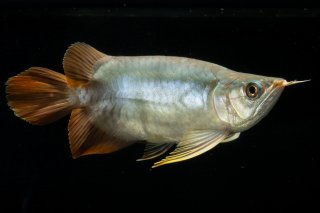 スーパーレッド（紅龍）ショート - アジアアロワナ専門店ラフレシア