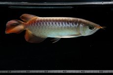 画像12: 【特価魚】スーパーレッド（下取り魚）NO.111 (12)