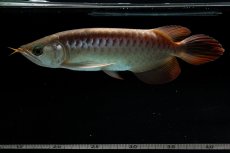 画像11: 【特価魚】スーパーレッド（下取り魚）NO.111 (11)