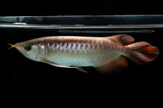 画像9: 【特価魚】スーパーレッド（下取り魚）NO.111 (9)
