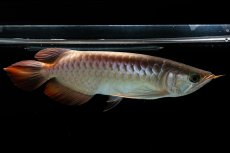 画像8: 【特価魚】スーパーレッド（下取り魚）NO.111 (8)