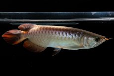 画像10: 【特価魚】スーパーレッド（下取り魚）NO.111 (10)