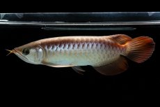 画像7: 【特価魚】スーパーレッド（下取り魚）NO.111 (7)