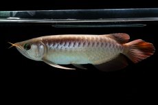 画像5: 【特価魚】スーパーレッド（下取り魚）NO.111 (5)