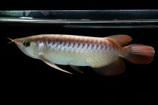 画像3: 【特価魚】スーパーレッド（下取り魚）NO.111 (3)